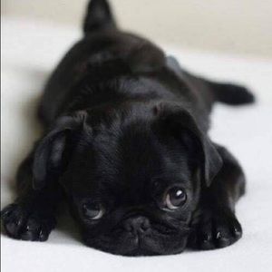 Meet your Posher, Sabrina